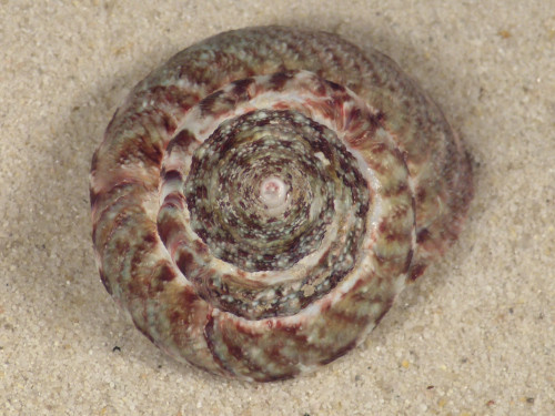 Trochus maculatus PH 4,0cm *unique*