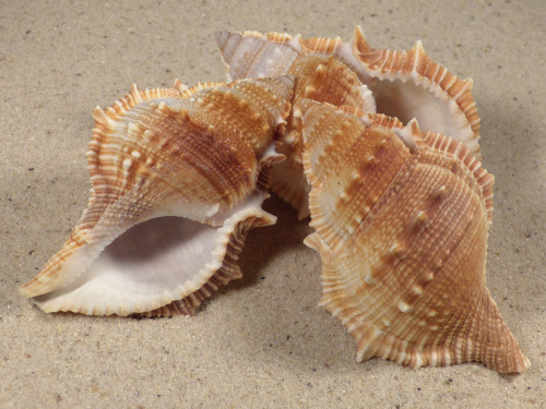 Bufonaria cristinae PH 7+cm