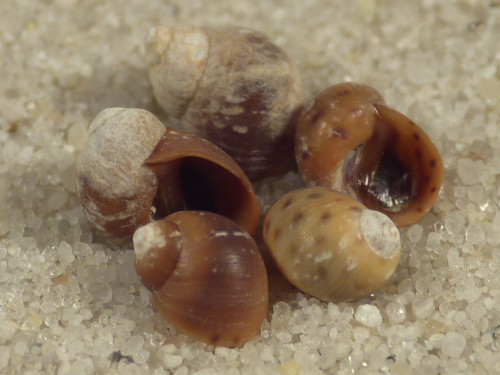 Echinolittorina mespillum CU 0,4cm