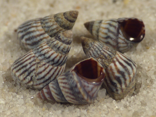 Echinolittorina angustior CU 0,7+cm