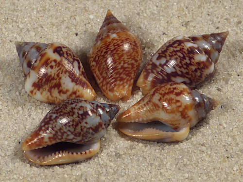 Columbella rustica FR-Mittelmeer 1,5+cm