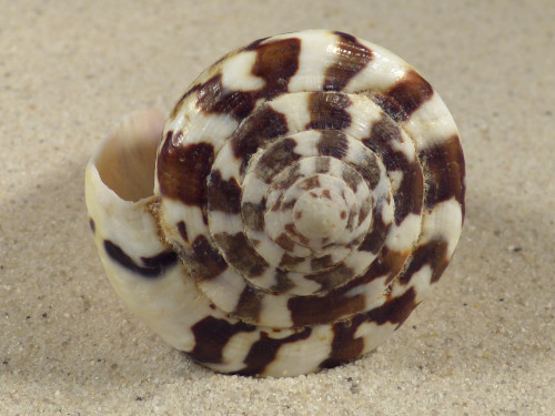 Conus capitaneus PH 7cm *Unikat*