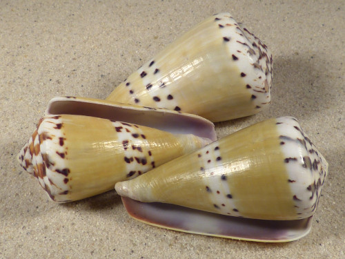 Conus mustelinus PH 5+cm