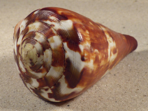 Conus vexillum PH 9,2cm *Unikat*