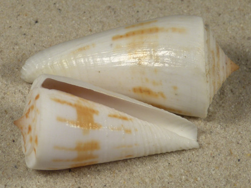 Conus tribblei 