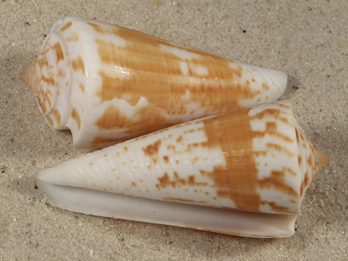 Conus tribblei 