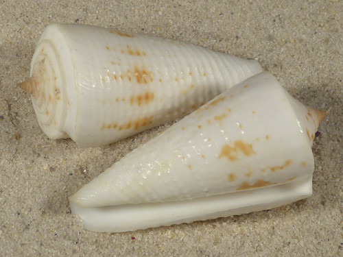 Conus tribblei 