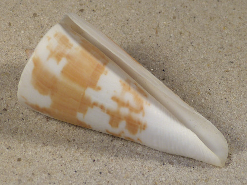 Conus tribblei PH 6,3cm *unique*