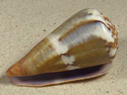 Conus namocanus MG 6,5cm *unique*