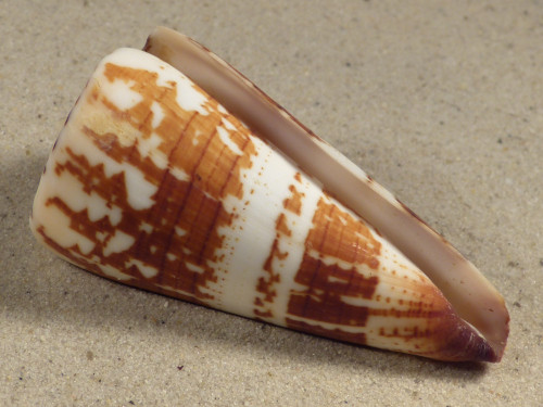 Conus maldivus MG 7,1cm *Unikat*