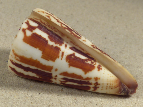 Conus maldivus MG 6,5cm *unique*