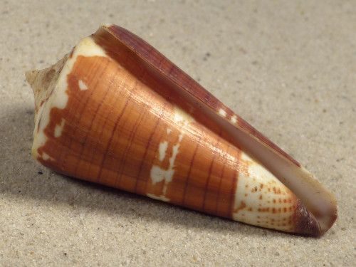 Conus maldivus MG 6,4cm *unique*