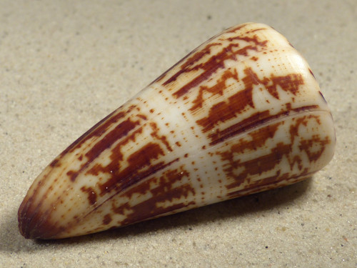 Conus maldivus MG 6,9cm *unique*