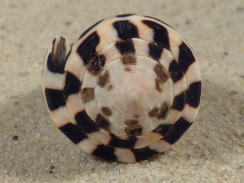 Conus ebraeus PH 3,4cm *Unikat*