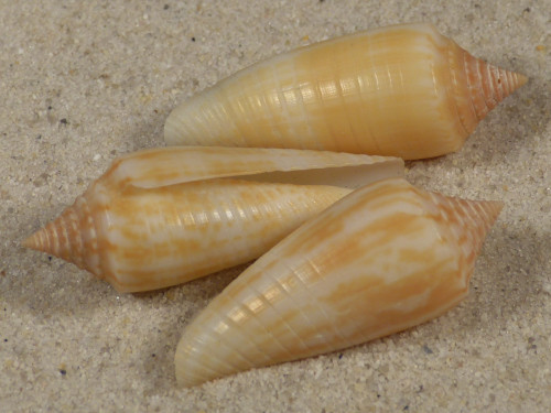 Conus ochroleucus tmetus PH 3,8+cm
