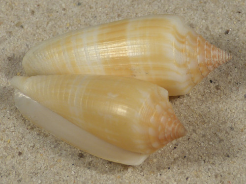 Conus ochroleucus tmetus PH 4,8+cm