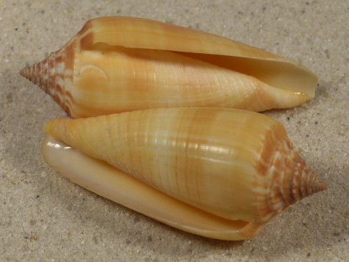 Conus ochroleucus tmetus PH 5,4+cm