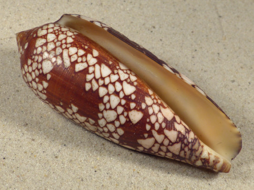 Conus aulicus PH 10,5cm *unique*