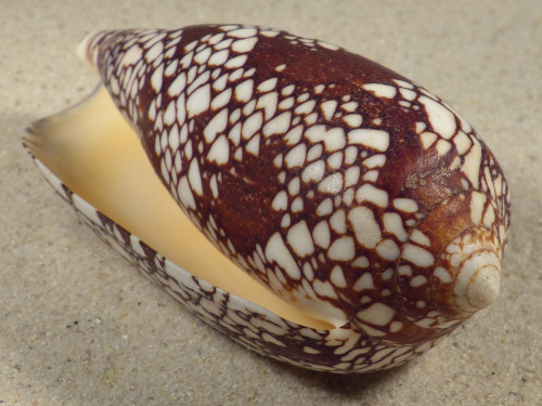 Conus aulicus PH 11,0cm *Unikat*