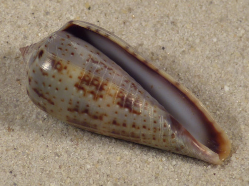 Conus cinereus gabrielii PH 4,2cm *Unikat*