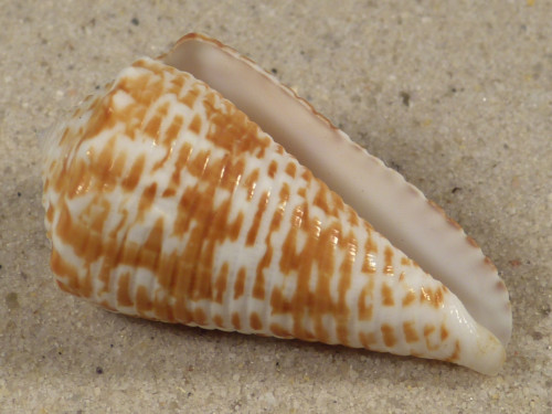 Conus sulcocastaneus PH 4,3cm *unique*