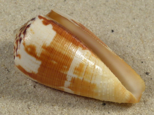 Conus striatellus MZ 4,9cm *Unikat*