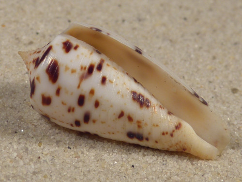 Conus blanfordianus PH 3,6cm *Unikat*