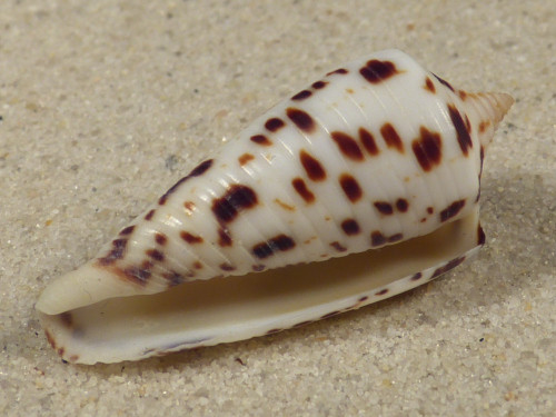Conus blanfordianus PH 3,7cm *unique*