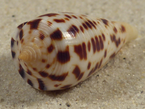 Conus blanfordianus PH 3,7cm *unique*