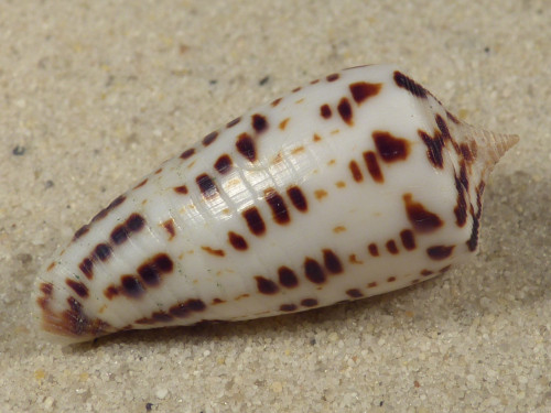 Conus blanfordianus PH 3,9cm *unique*