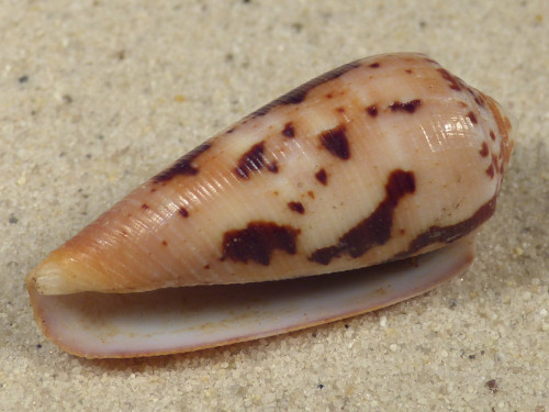 Conus circumcisus PH 4,5cm *unique*