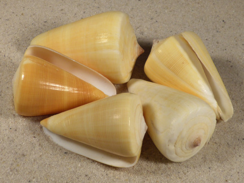 Conus quercinus 5+cm