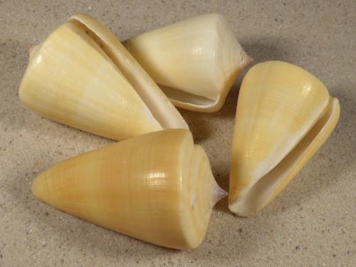 Conus quercinus 6+cm