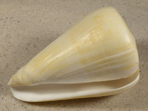 Conus quercinus 9cm *unique*