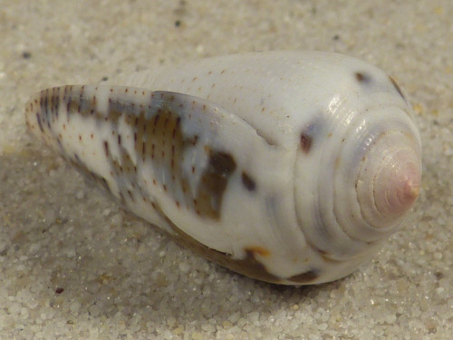 Conus striolatus PH 3,1cm *unique*