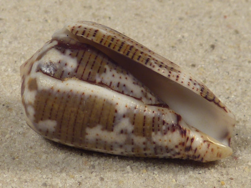 Conus striolatus PH 3,5cm *unique*