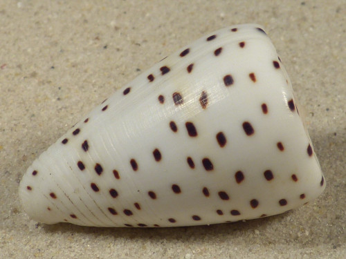 Conus eburneus PH 4,3cm *Unikat*