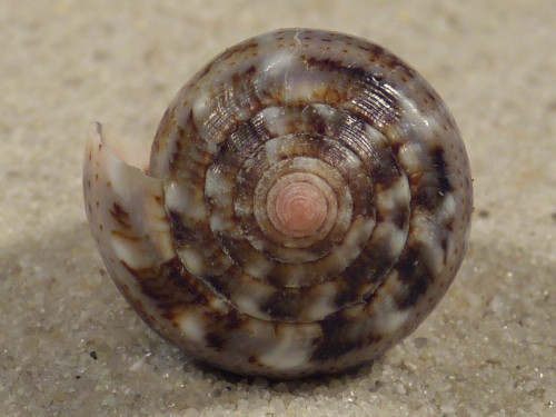 Conus coronatus PH 2,7cm *unique*