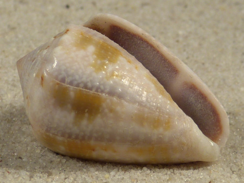 Conus coronatus PH 3,0cm *unique*