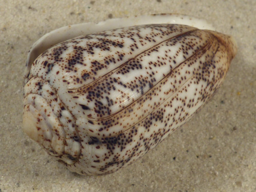 Conus arenatus PH 5,8cm *Unikat*