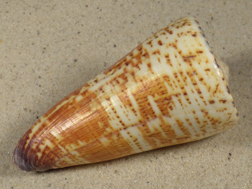 Conus thalassiarchus PH 8,8cm *Unikat*