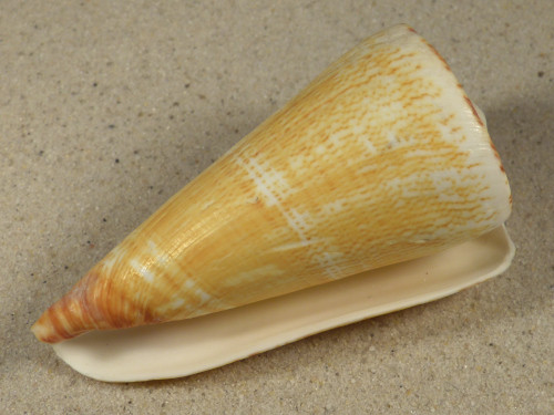 Conus thalassiarchus PH 8,9cm *Unikat*