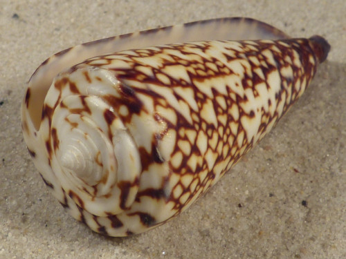 Conus thalassiarchus PH 5,9cm *unique*