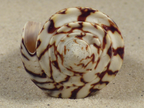 Conus thalassiarchus PH 6,1cm *unique*