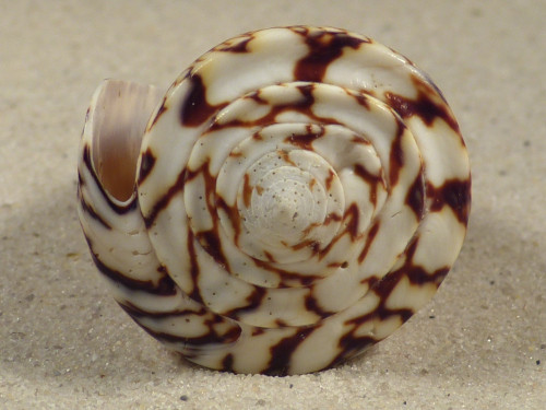 Conus thalassiarchus PH 6,1cm *Unikat*