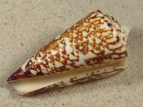 Conus thalassiarchus PH 6,4cm *Unikat*