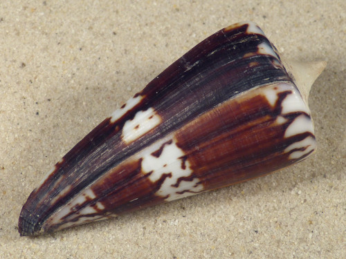 Conus generalis PH 7,3cm *Unikat*