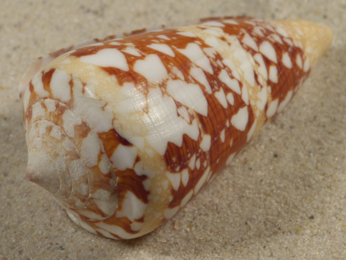 Conus ammiralis PH 6,9cm *Unikat*