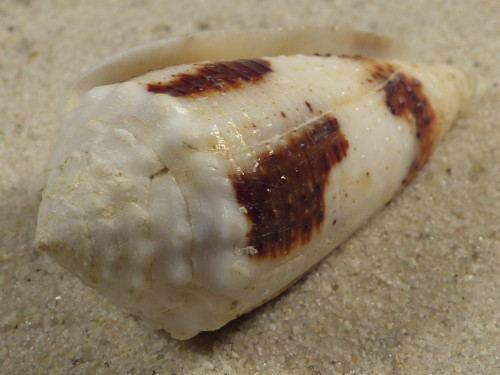 Conus varius PH 4,9cm *Unikat*