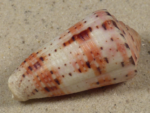 Conus aurisiacus PH 4,8cm *Unikat*